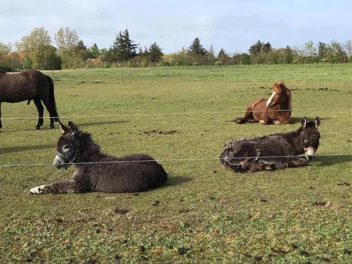 Bb-Vadehavet Ferielejlighed Til 6 Personer Ved Nationalpark Vadehavet Ribe Exterior photo